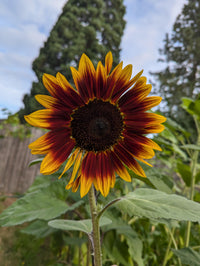 Chocolate Orange Sonnenhut Blumensamen zur Aussaat leuchtend Blüten für Ihren Garten