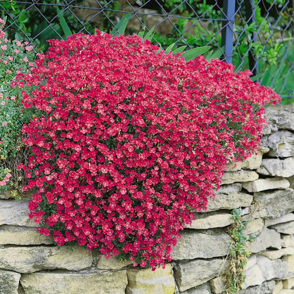 Aubrieta Berro Blumensamen zur Aussaat – Halbschatten verträglich – Traditionssorte & ohne Gentechnik Samen Hausgarten