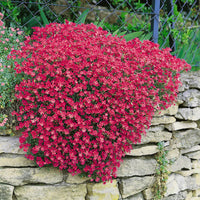 Aubrieta Berro Blumensamen zur Aussaat – Halbschatten verträglich – Traditionssorte & ohne Gentechnik Samen Hausgarten
