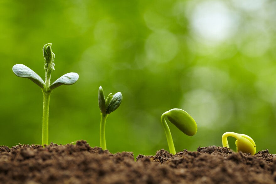 Sprout Blumensamen zur Aussaat – Wildblume Mischung – Traditionssorte & ohne Gentechnik Samen Hausgarten