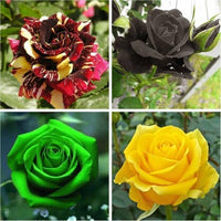 Rose Blume Samen zur Aussaat