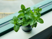 Mint Pflanze Samen For Aussaat - frisch Green Mentha Variety Vegetable Samen