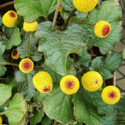 Acmella Blumensamen zur Aussaat – Schnitt Blume beliebt – Traditionssorte & ohne Gentechnik Samen Hausgarten