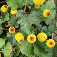 Acmella Blumensamen zur Aussaat – Schnitt Blume beliebt – Traditionssorte & ohne Gentechnik Samen Hausgarten