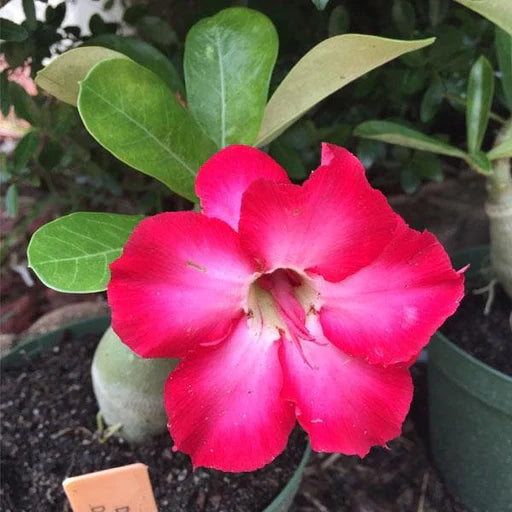 Rot Wüstenrose Obesum Blumensamen zur Aussaat kompakt Wuchs Traditionssorte & ohne Gentechnik Samen Hausgarten