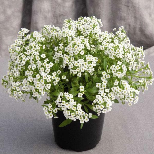 Traditionssorte Weiß bonnet Blumensamen zur Aussaat leuchtend Blüten Traditionssorte & ohne Gentechnik Samen Hausgarten