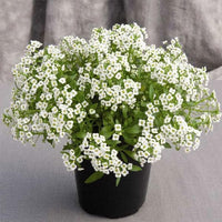 Traditionssorte Weiß bonnet Blumensamen zur Aussaat leuchtend Blüten Traditionssorte & ohne Gentechnik Samen Hausgarten