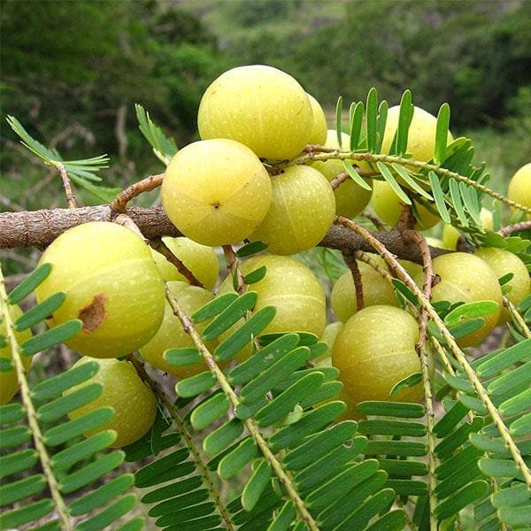 Amla Samen für einfaches Anpflanzen