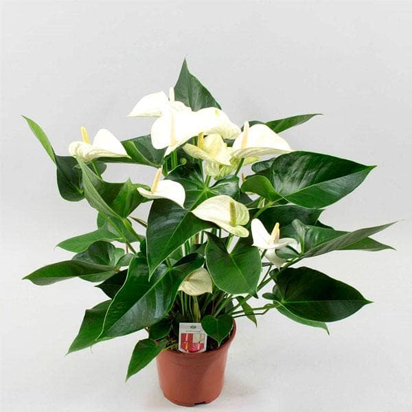 Weiß anthurium blume samen blume samen for anpflanzung cottage garten essential heirloom & gmo free samen for home garten 
 
 sale for anpflanzung in home garten