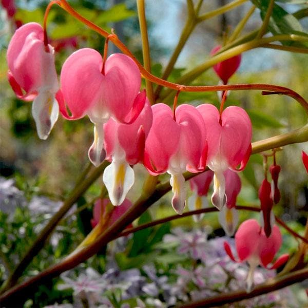 Bleeding Heart or Dicentra spectabilis Blumensamen zur Aussaat – ideal Rabatten – Traditionssorte & ohne Gentechnik Samen Hausgarten