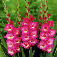 Rosa Gladiole Hybridus Blumensamen zur Aussaat – robust Sorte – Traditionssorte & ohne Gentechnik Samen Hausgarten