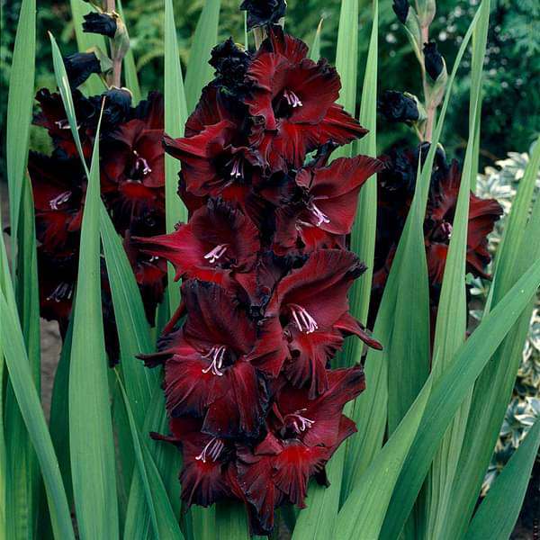 Schwarz Gladiole Blumensamen zur Aussaat duftend Blüten Traditionssorte & ohne Gentechnik Samen Hausgarten