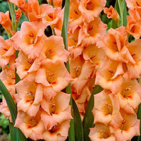 Gelb Orange Gladiole Blumensamen zur Aussaat farbenfroh Schau Traditionssorte & ohne Gentechnik Samen Hausgarten