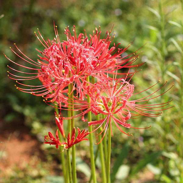 Lycoris Blumensamen zur Aussaat – robust Sorte – Traditionssorte & ohne Gentechnik Samen Hausgarten