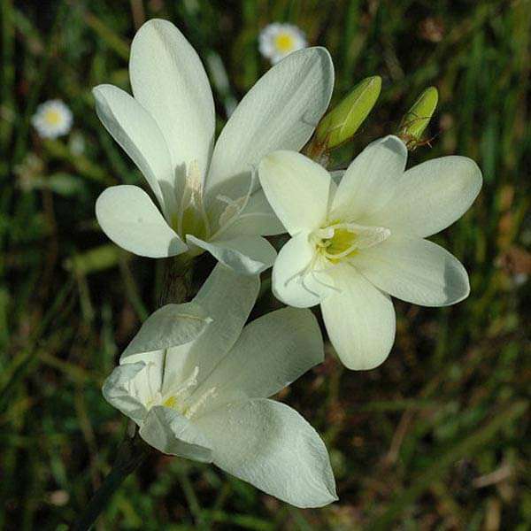 Weiß Sparaxis Blumensamen zur Aussaat Schnitt Blume beliebt Traditionssorte & ohne Gentechnik Samen Hausgarten