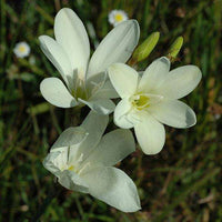 Weiß Sparaxis Blumensamen zur Aussaat Schnitt Blume beliebt Traditionssorte & ohne Gentechnik Samen Hausgarten
