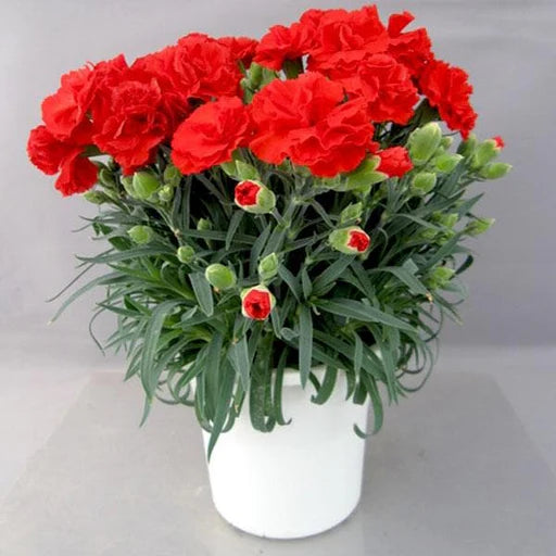 Rot Carnations Blumensamen zur Aussaat robust Sorte Traditionssorte & ohne Gentechnik Samen Hausgarten