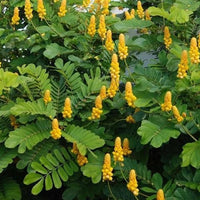 Gelb Cassia Alata Blumensamen zur Aussaat – leuchtend – Traditionssorte & ohne Gentechnik Samen Hausgarten