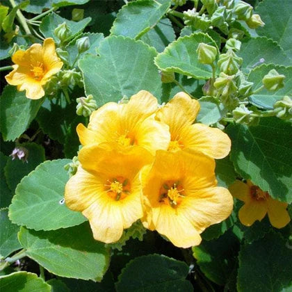 Malve Samen Golden Gelb zur Aussaat Blume Beet