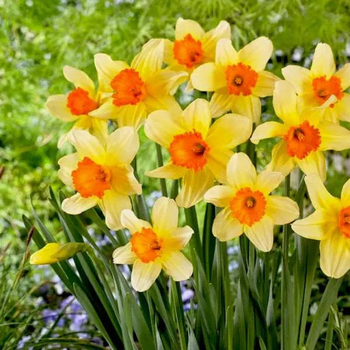 hell Gelb Narzisse Blumensamen zur Aussaat – farbenfroh Schau – Traditionssorte & ohne Gentechnik Samen Hausgarten