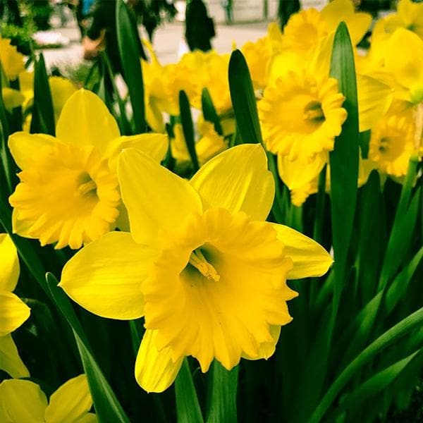hell Gelb Narzisse Blumensamen zur Aussaat – ideal Rabatten – Traditionssorte & ohne Gentechnik Samen Hausgarten