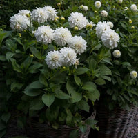 Dahlie Blumensamen zur Aussaat lang Blüte Saison Traditionssorte & ohne Gentechnik Samen Hausgarten