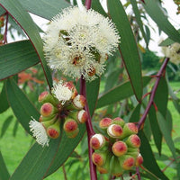 Gemischt Eucalyptus Blumensamen zur Aussaat – leuchtend – Traditionssorte & ohne Gentechnik Samen Hausgarten