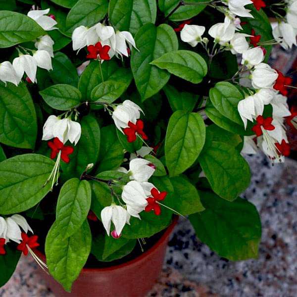 Herzrebeblumensamen Blumensamen zur Aussaat Blume Beet