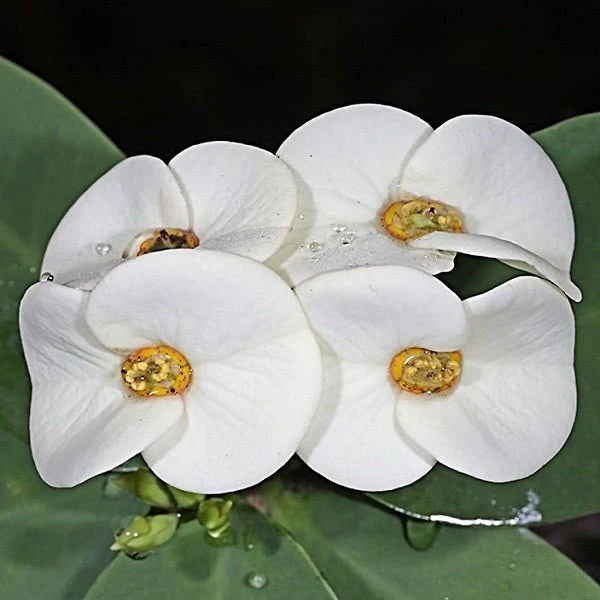 Weiß Euphorbia Milii Blumensamen zur Aussaat – leuchtend – Traditionssorte & ohne Gentechnik Samen Hausgarten