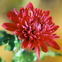 Rot Chrysantheme Blumensamen zur Aussaat ideal Rabatten Traditionssorte & ohne Gentechnik Samen Hausgarten