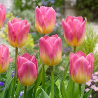 Gelb & Rosa F Tulpe lower Samen zur Aussaat – ideal Rabatten – Traditionssorte & ohne Gentechnik Samen Hausgarten