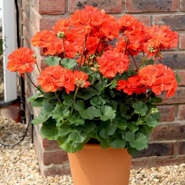 Pfirsichfarben Geranie Blumensamen zur Aussaat leuchtend Traditionssorte & ohne Gentechnik Samen Hausgarten