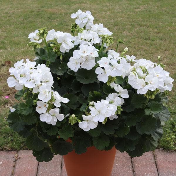Weiß Geranie Pelargonium Blumensamen zur Aussaat Bestäuber freundlich Traditionssorte & ohne Gentechnik Samen Hausgarten