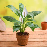 Grün Spathiphyllum Blumensamen zur Aussaat – Anzucht – Traditionssorte & ohne Gentechnik Samen Hausgarten