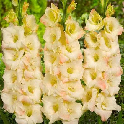 Creme Gladiole Blumensamen zur Aussaat duftend Blüten Traditionssorte & ohne Gentechnik Samen Hausgarten