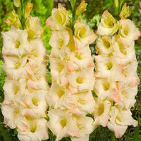 Creme Gladiole Blumensamen zur Aussaat duftend Blüten Traditionssorte & ohne Gentechnik Samen Hausgarten