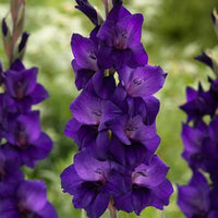 Lila Gladiole Blumensamen zur Aussaat kompakt Wuchs Traditionssorte & ohne Gentechnik Samen Hausgarten