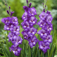 tief Lila Gladiole Samen Blumensamen zur Aussaat Bestäuber freundlich Traditionssorte & ohne Gentechnik Samen Hausgarten