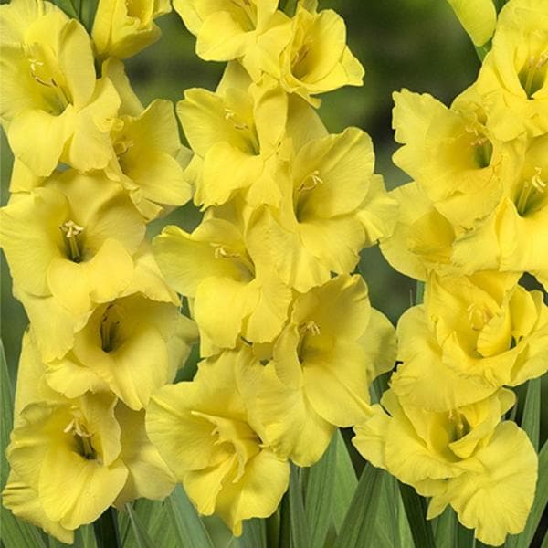 Gladiole Gelb Orange Blumensamen zur Aussaat – Schnitt Blume beliebt – Traditionssorte & ohne Gentechnik Samen Hausgarten