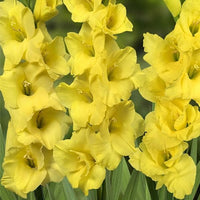 Gladiole Gelb Orange Blumensamen zur Aussaat – Schnitt Blume beliebt – Traditionssorte & ohne Gentechnik Samen Hausgarten