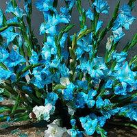 Weiß SkyBlue Gladiole Blumensamen zur Aussaat Halbschatten verträglich Traditionssorte & ohne Gentechnik Samen Hausgarten