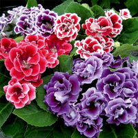 mehrfarbige Gloxinie Blumensamen zur Aussaat – Schnitt Blume beliebt – Traditionssorte & ohne Gentechnik Samen Hausgarten