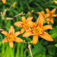 Hemerocallis Orange Samen einfache Aussaat Blüten