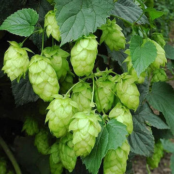 Grün Hop Blumensamen zur Aussaat – pflegeleicht – Traditionssorte & ohne Gentechnik Samen Hausgarten