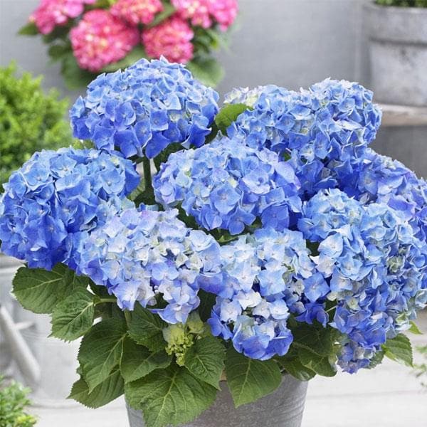 Blau Weiß Hortensie Blumensamen zur Aussaat farbenfroh Schau Traditionssorte & ohne Gentechnik Samen Hausgarten