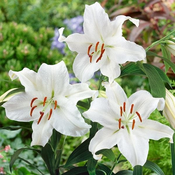 Casa Blanca Blumensamen zur Aussaat – ideal Rabatten – Traditionssorte & ohne Gentechnik Samen Hausgarten
