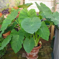 Grün Alocasia Blumensamen zur Aussaat – saisonal Dauerblüher – Traditionssorte & ohne Gentechnik Samen Hausgarten