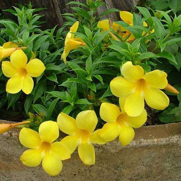 Traditionssorte Allamanda Blumensamen zur Aussaat sonnenliebend Traditionssorte & ohne Gentechnik Samen Hausgarten