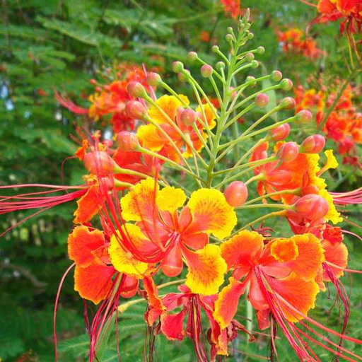 Orange Caesalpinia Blumensamen Blumensamen zur Aussaat robust Sorte Traditionssorte & ohne Gentechnik Samen Hausgarten