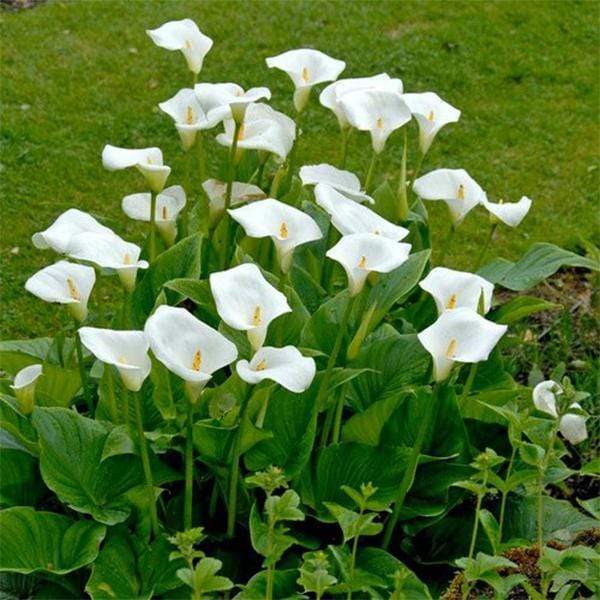 Weiß Calla Lilie Samen zur Aussaat